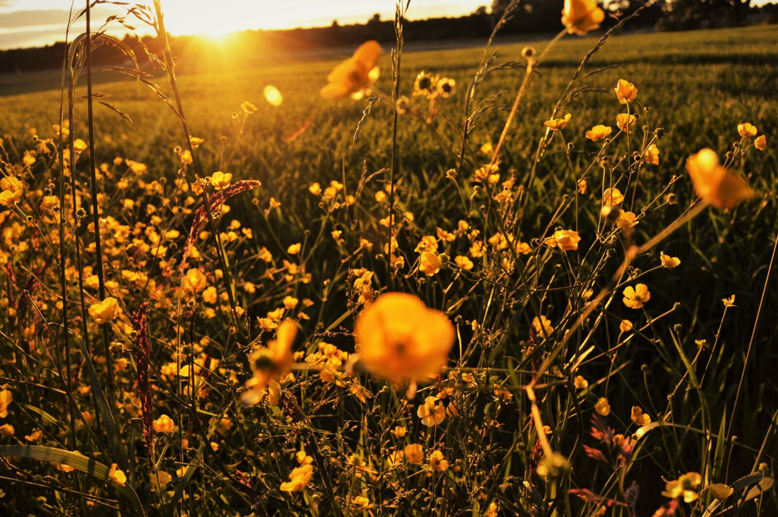 Nikon D3200 sample photo. Evening, field, flowers, grass photography