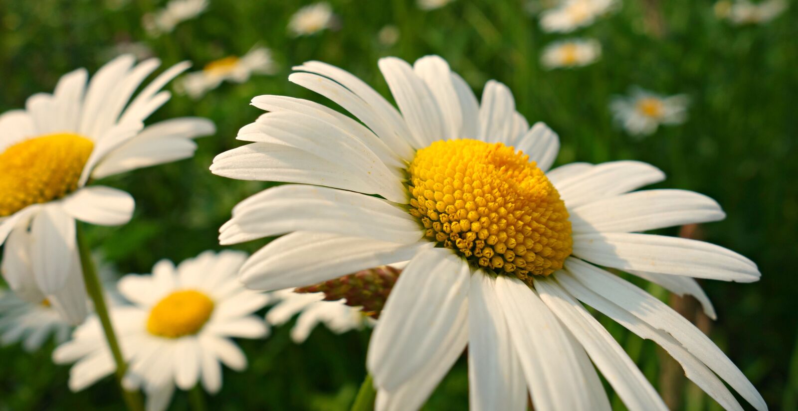 Sony Cyber-shot DSC-RX100 sample photo. Ox-eye daisy, flower, plant photography