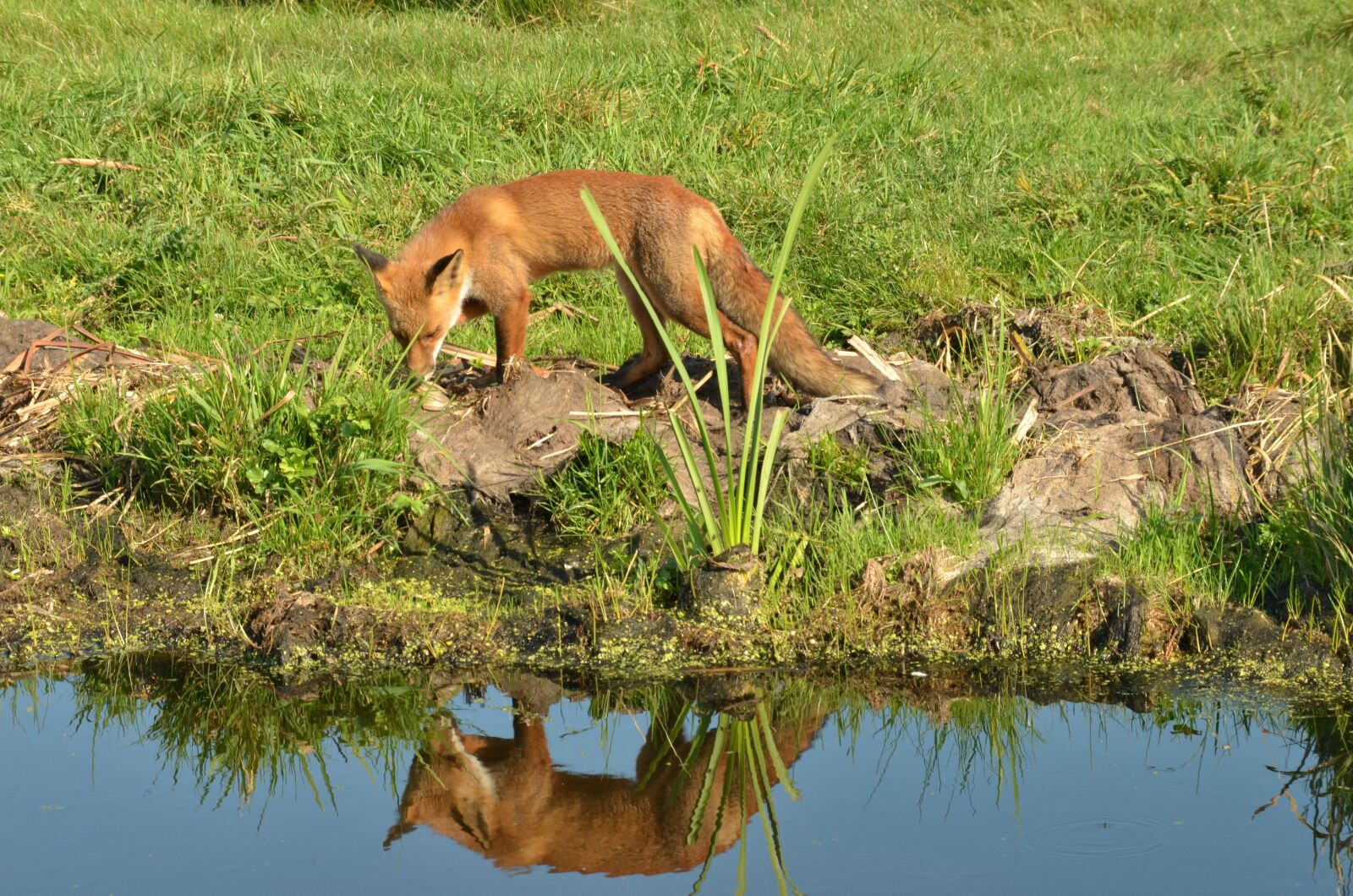 Nikon D7000 sample photo. Fox, predator, mammal photography