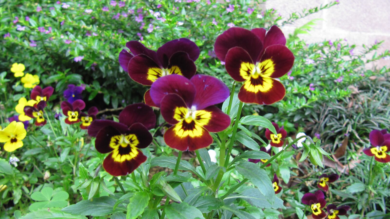 Canon PowerShot SX200 IS sample photo. Flower, color, flowers photography