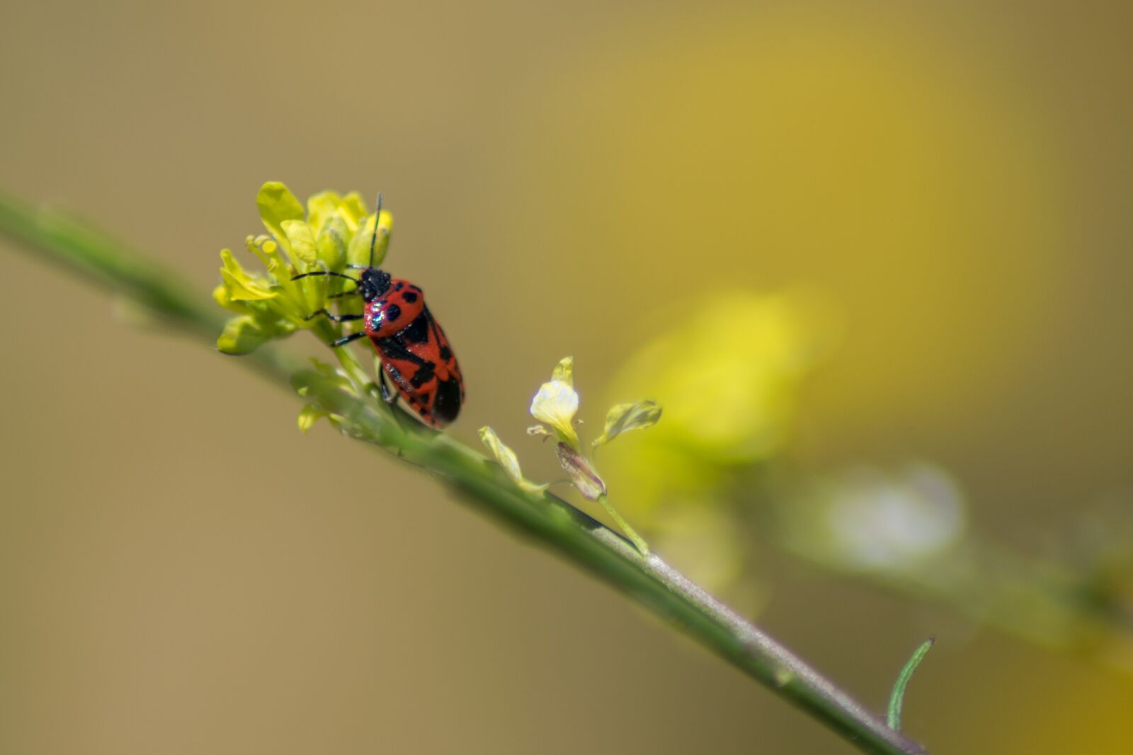 Nikon D3300 sample photo. Insect, nature, macro photography