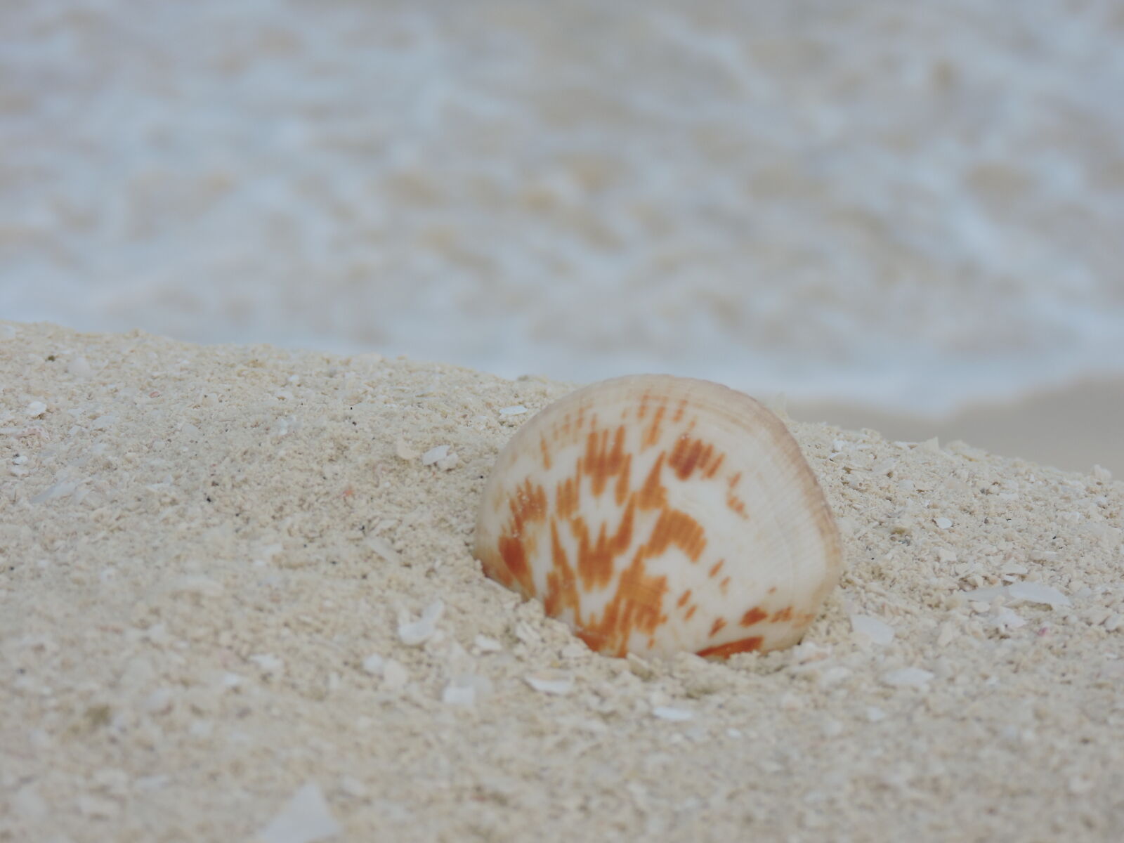 Nikon Coolpix P530 sample photo. Beach, ocean, sea, shell photography