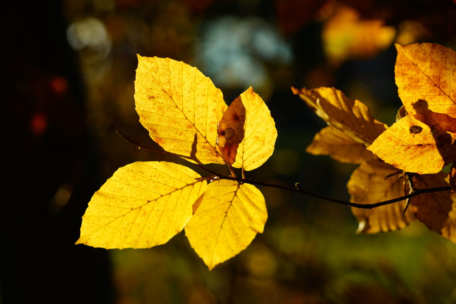 Sony a7R II + Sony FE 24-240mm F3.5-6.3 OSS sample photo. Beech leaves, branch, beech photography