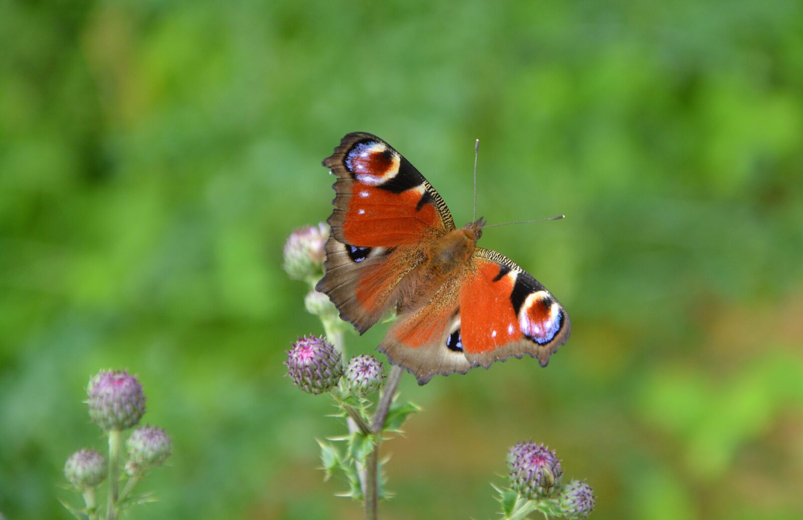 Nikon D5200 sample photo. Butterfly, nature, flight photography
