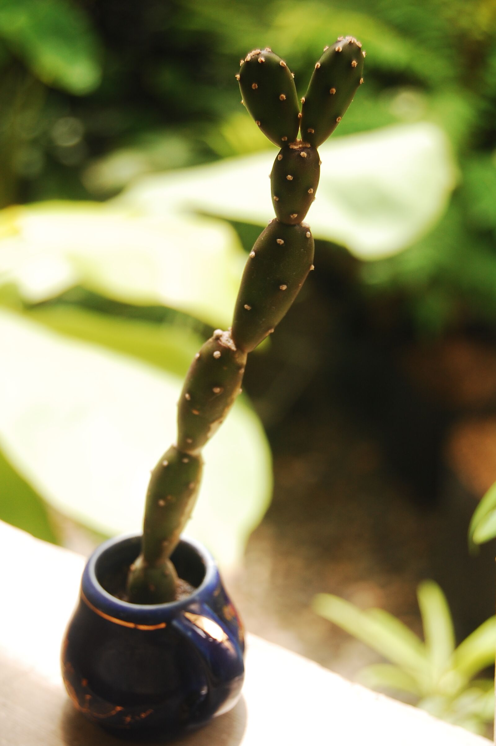 Nikon D40 sample photo. Cactus, succulent, prickly pear photography