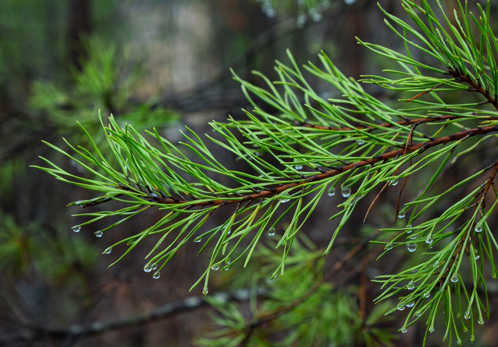Nikon D3300 sample photo. Rain drops on pine photography