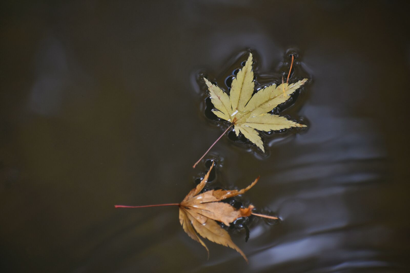 Nikon D7200 sample photo. Natural, landscape, autumnal leaves photography