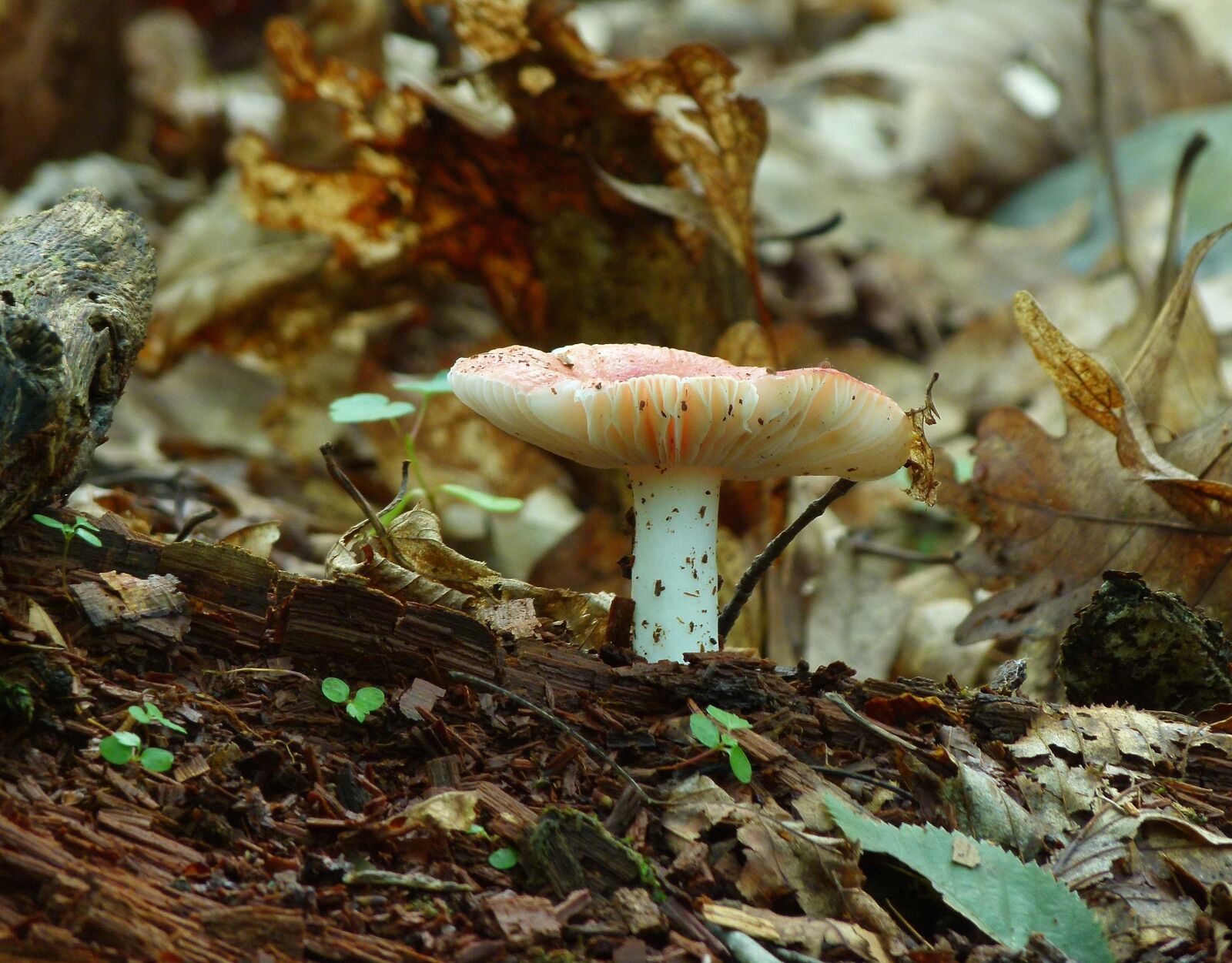 Panasonic Lumix DMC-FZ100 sample photo. Mushroom, nature, woods photography