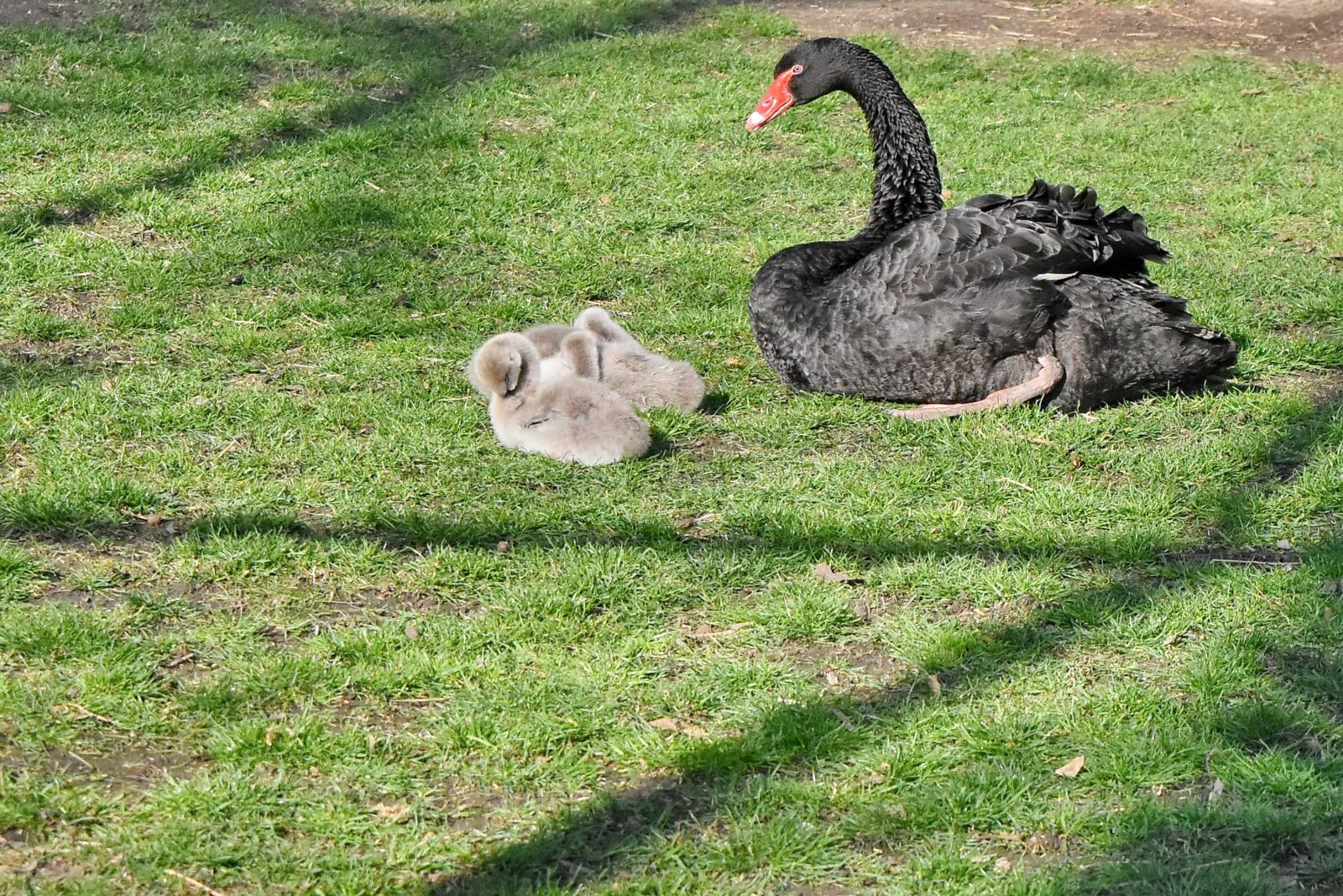 Nikon D5500 sample photo. Black, aquatic bird, grass photography