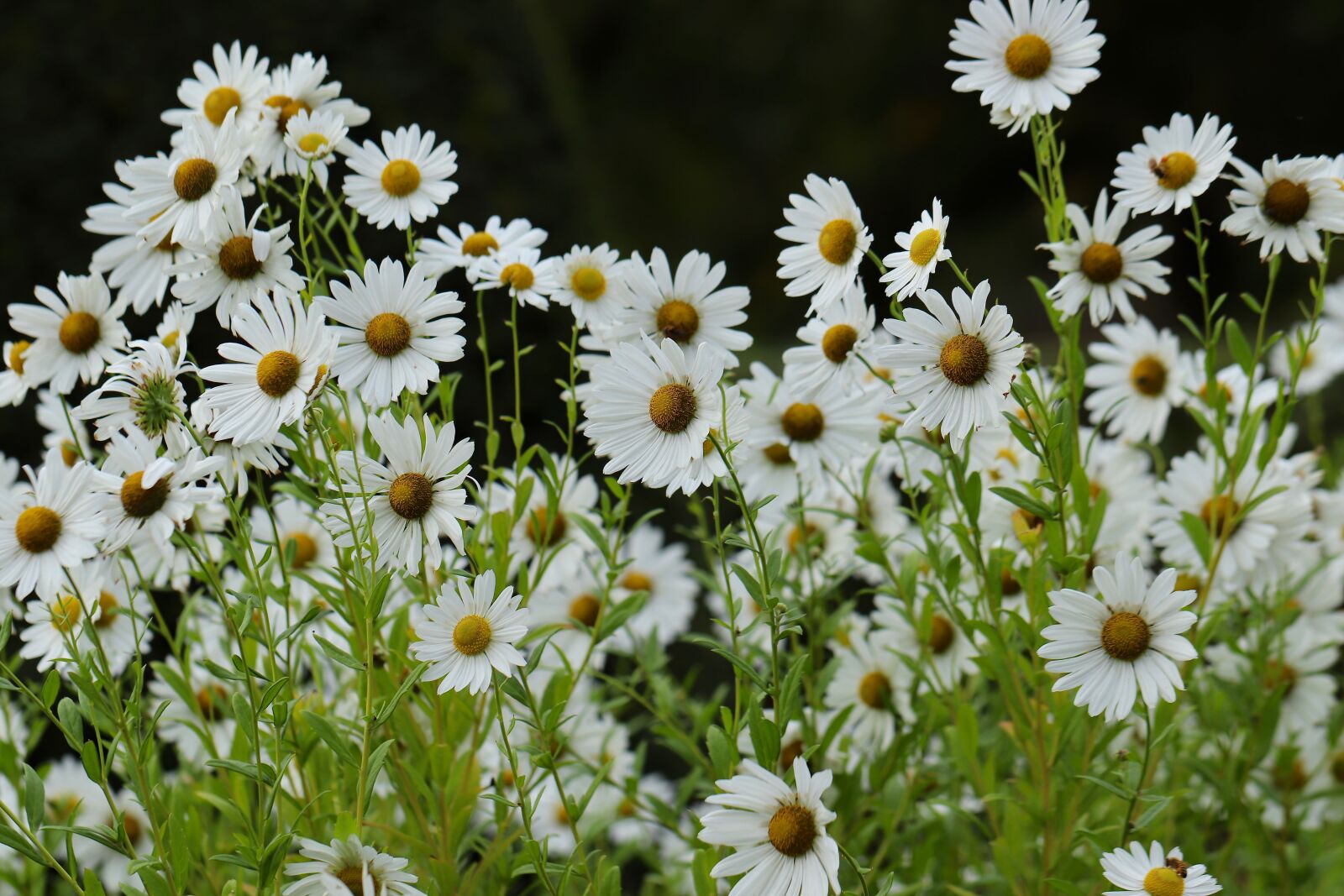 Canon EOS 800D (EOS Rebel T7i / EOS Kiss X9i) sample photo. Daisies, daisies flowers, flowers photography