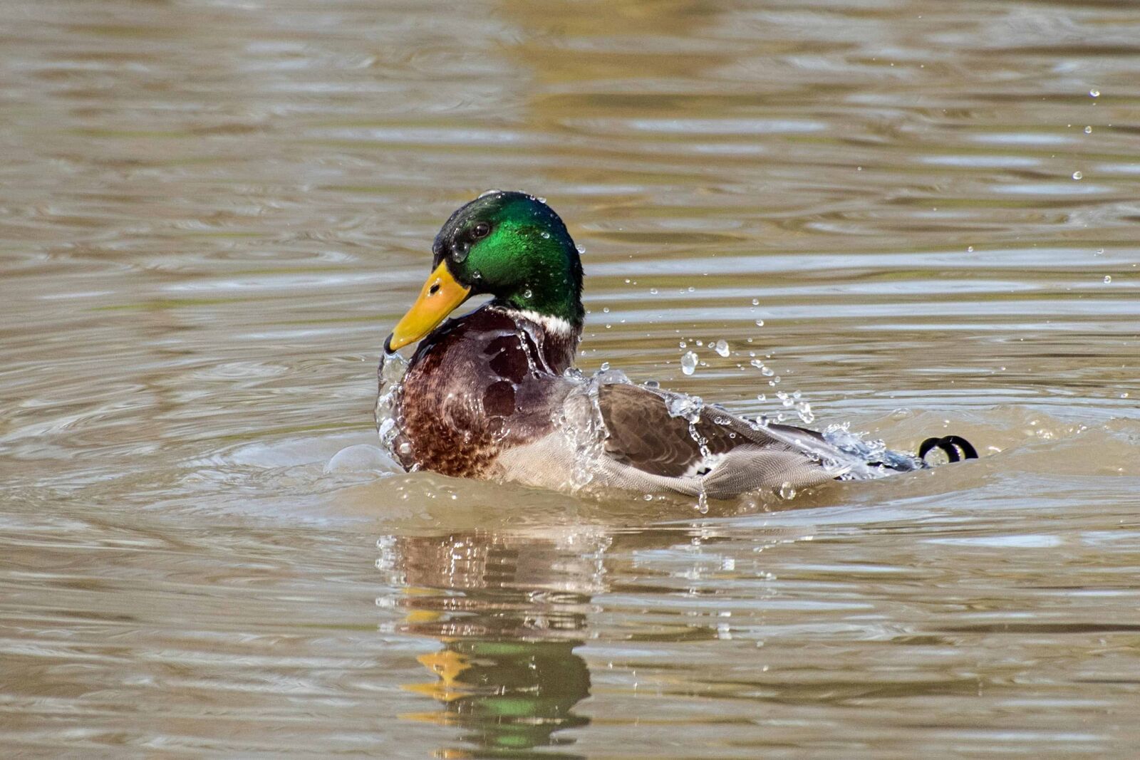 Nikon D500 sample photo. Wild duck, bird, waterfowl photography