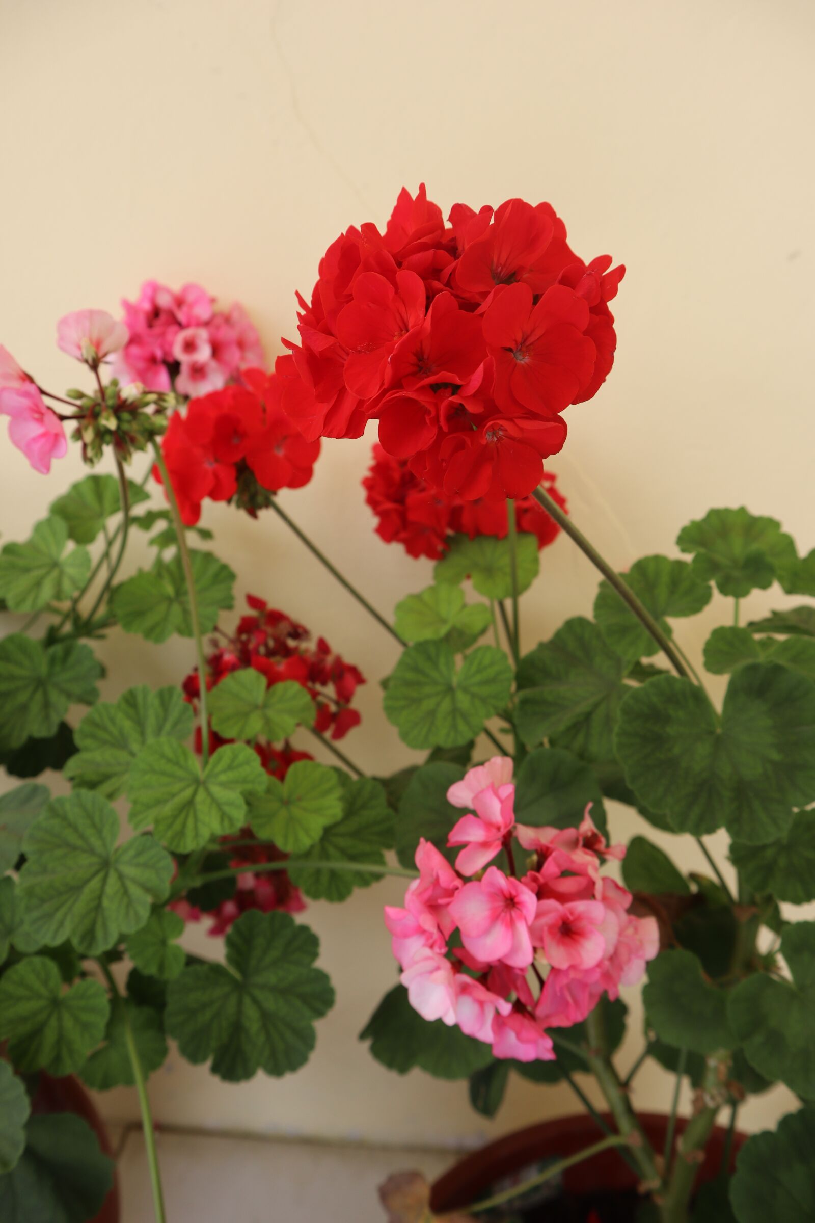 Canon EOS M50 (EOS Kiss M) + Canon EF-M 15-45mm F3.5-6.3 IS STM sample photo. Bunga, bunga merah, flower photography
