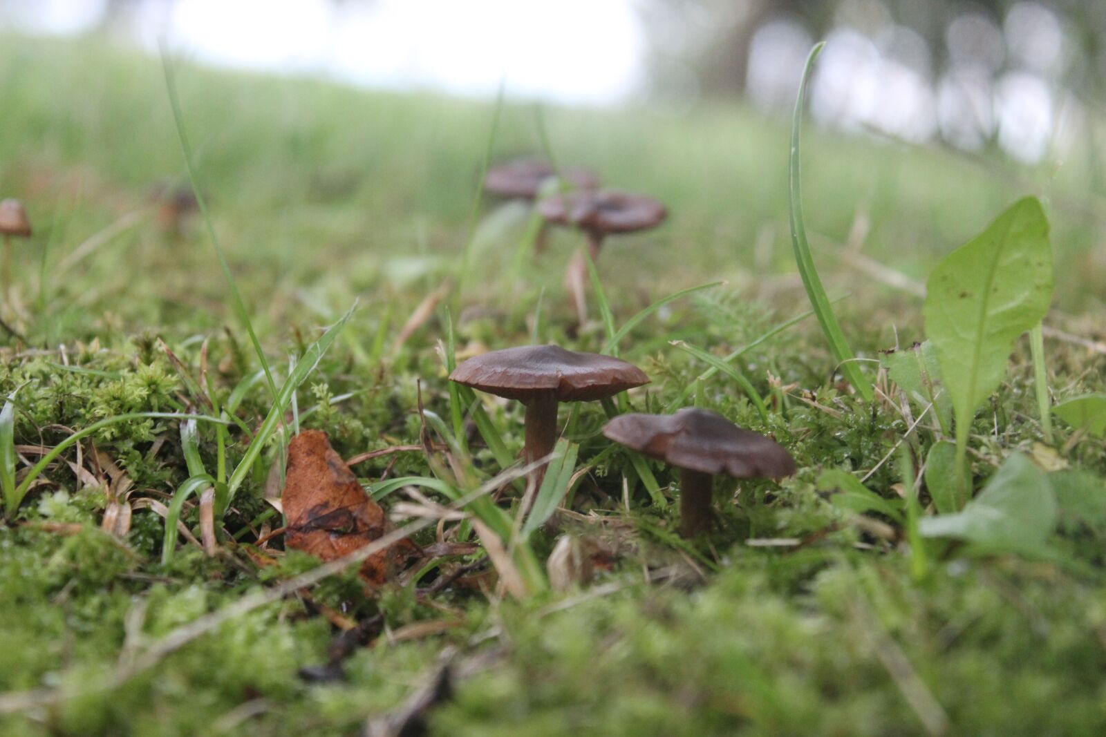 Canon EOS 600D (Rebel EOS T3i / EOS Kiss X5) sample photo. Mushroom, green, nature photography