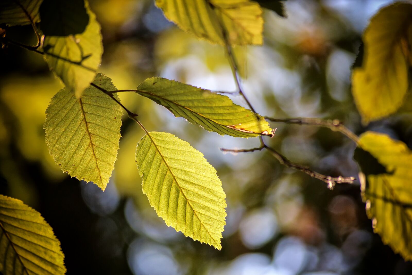 Canon EOS 650D (EOS Rebel T4i / EOS Kiss X6i) sample photo. Nature, plant, leaves photography