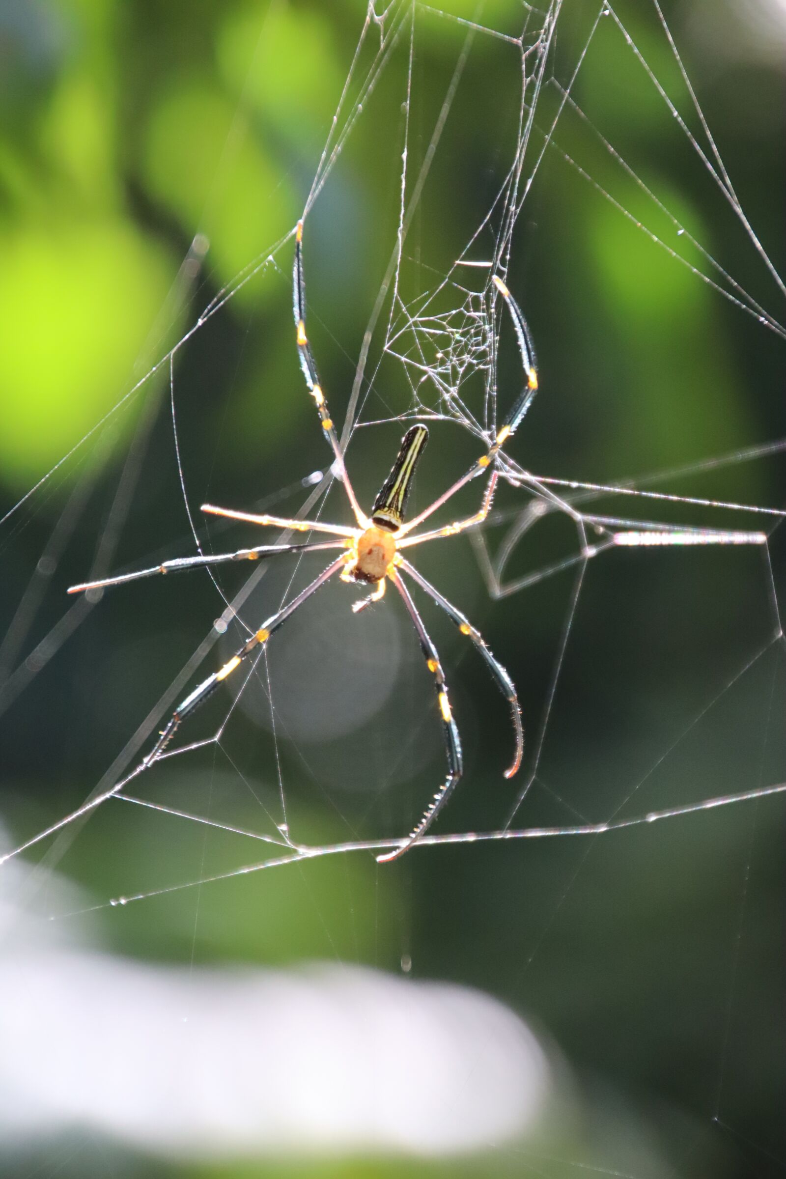 Canon EOS M50 (EOS Kiss M) sample photo. Spider, cobweb, exotic photography