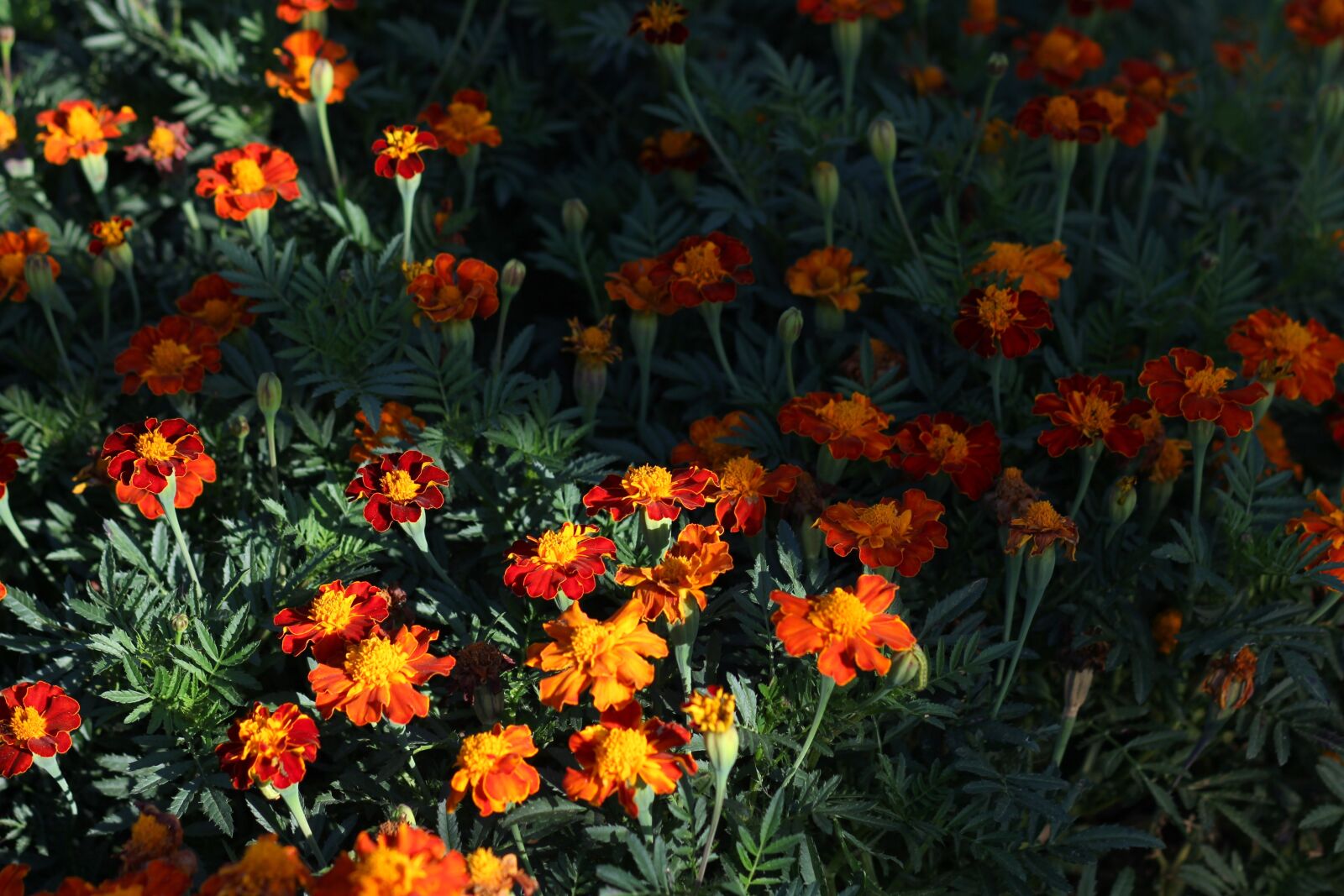 Canon EOS 700D (EOS Rebel T5i / EOS Kiss X7i) + Canon EF 85mm F1.8 USM sample photo. Craita, garnet-red, flower photography
