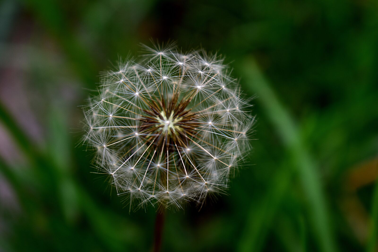 Nikon D5600 sample photo. Dandelion, spores, spore photography