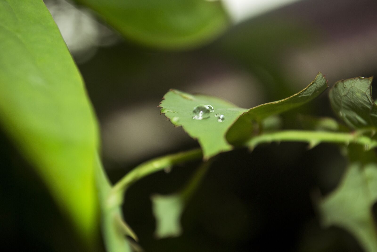 Nikon D3100 sample photo. Water drops, leaves, leaf photography