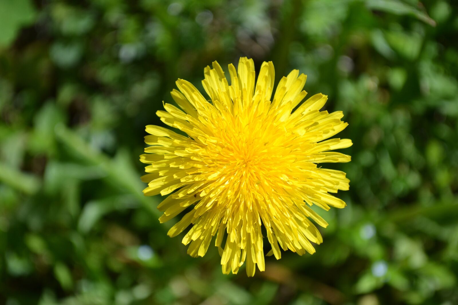 Nikon D3100 sample photo. Dandelion, flowers, image photography