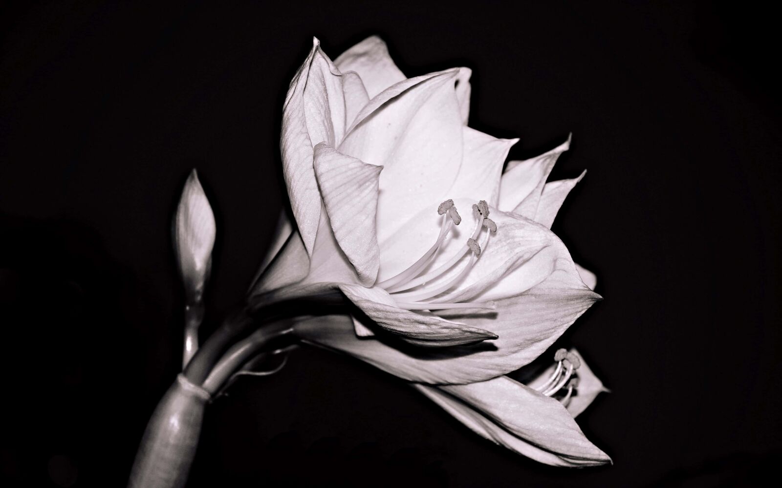 Canon EOS 550D (EOS Rebel T2i / EOS Kiss X4) sample photo. Flower, petal, monochrome, black photography