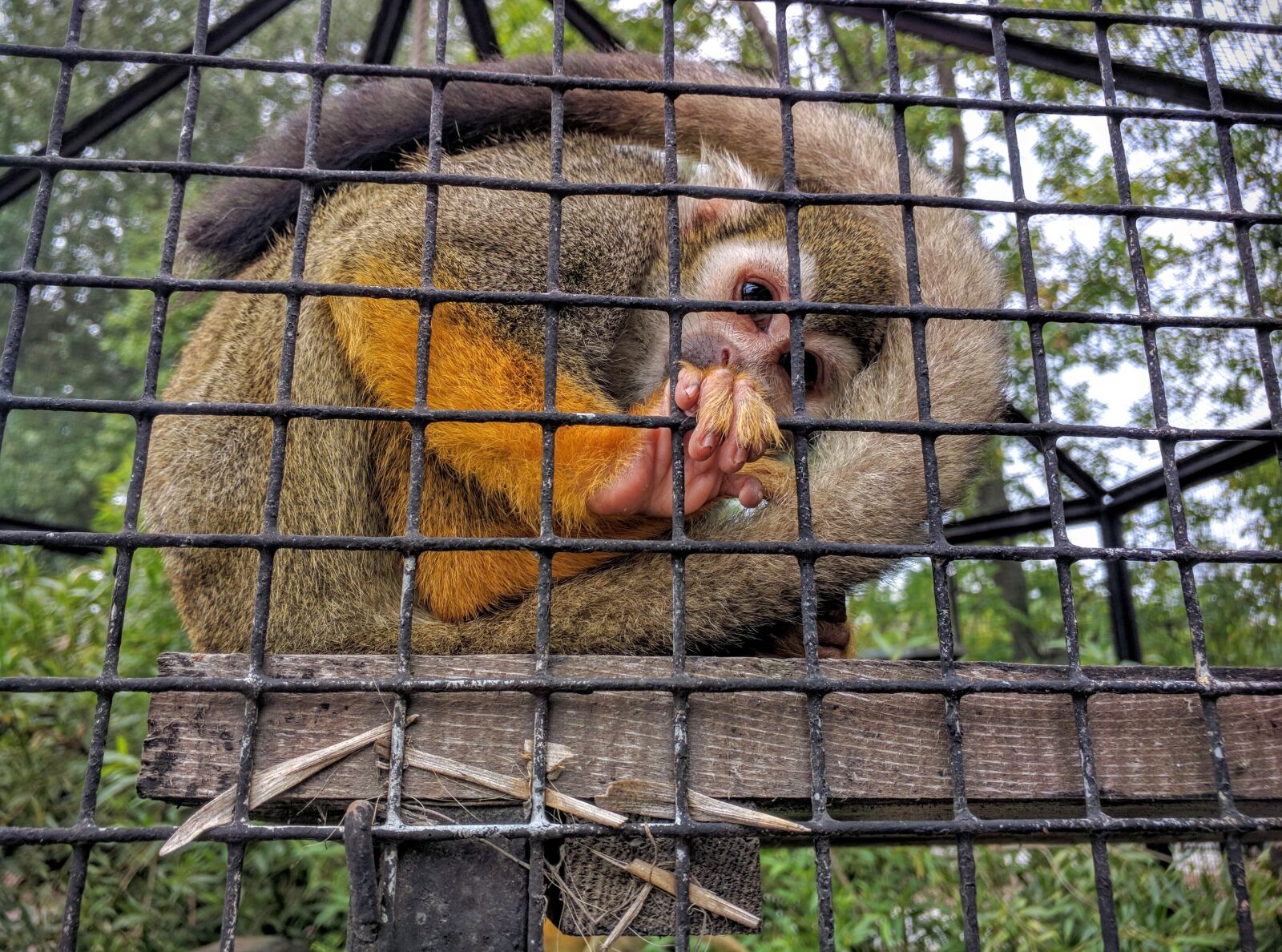 Motorola Nexus 6 sample photo. Zoo, monkey, animal photography