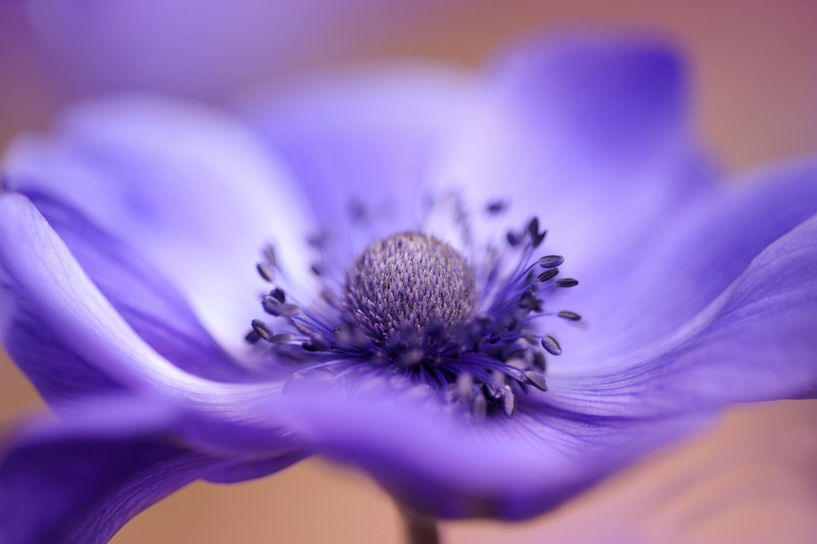 Nikon D3S sample photo. Flower, nature, blur photography