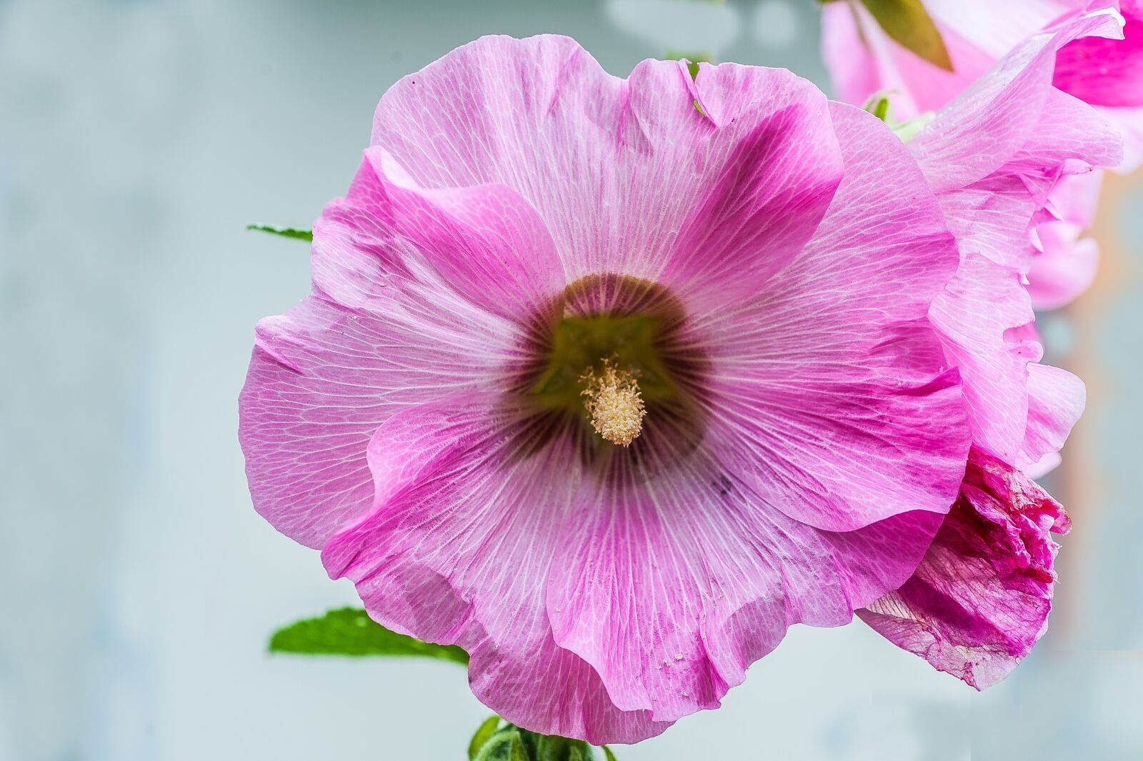 Nikon D700 sample photo. Blossom, bloom, close up photography