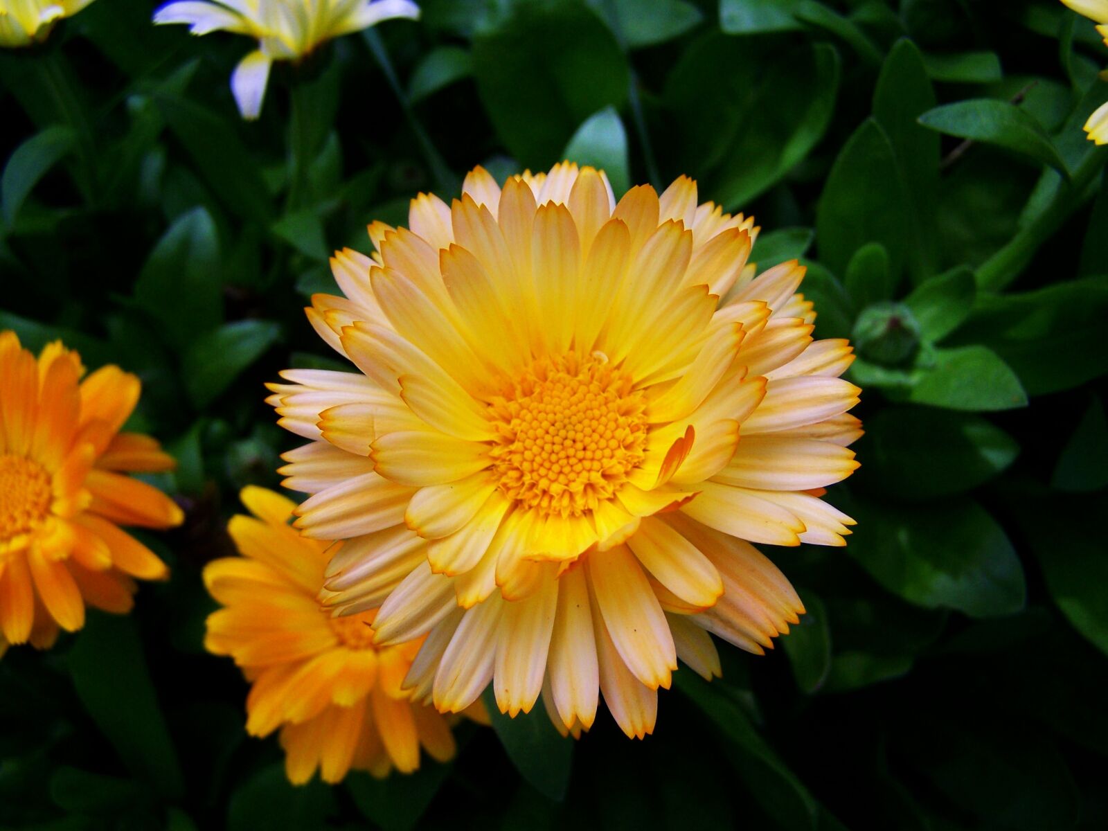 Kodak EASYSHARE ZD710 ZOOM DIGITAL CAMERA sample photo. Marigold, flower garden, herb photography