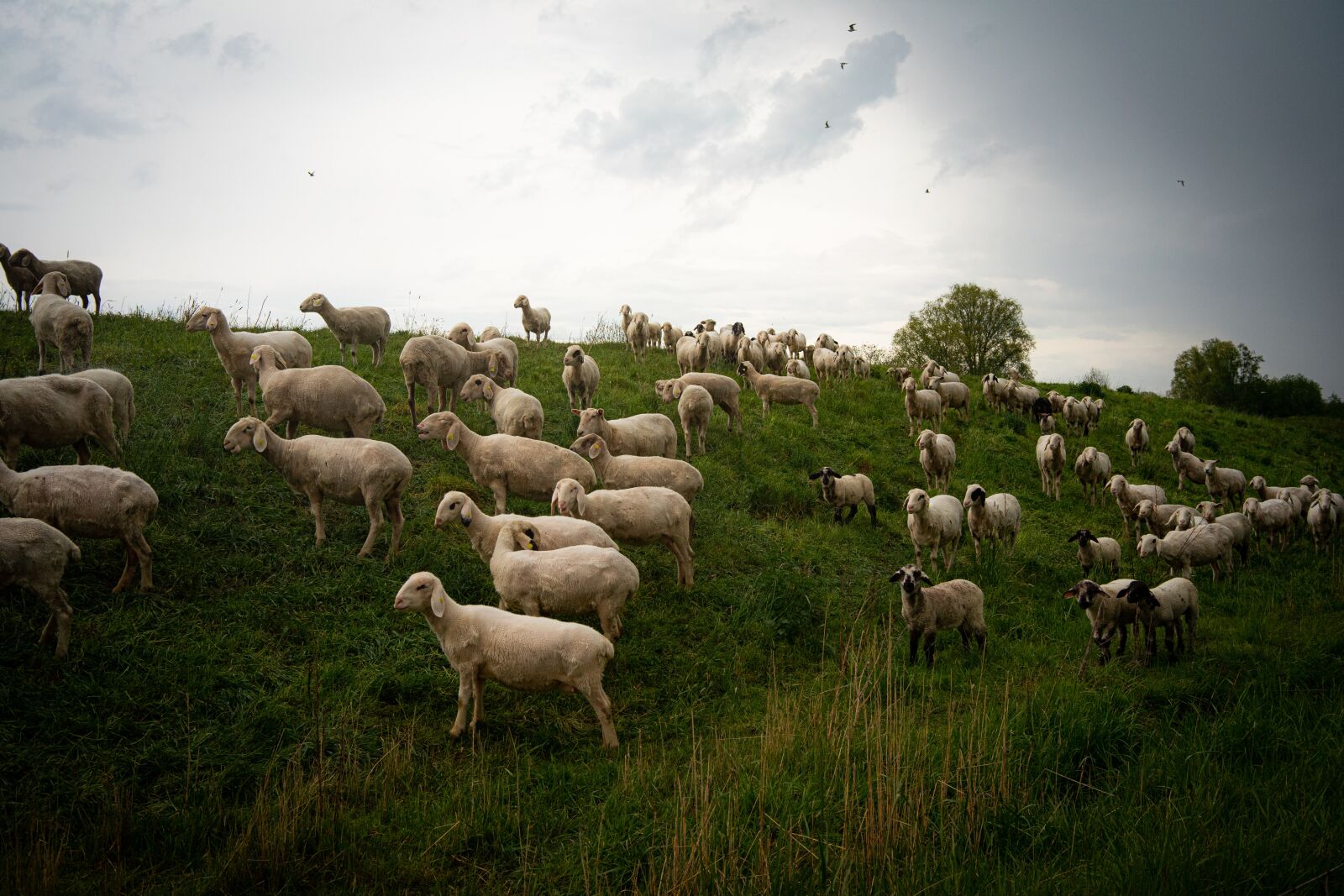 Samyang AF 35mm F2.8 FE sample photo. Sheep, meadow, animals photography