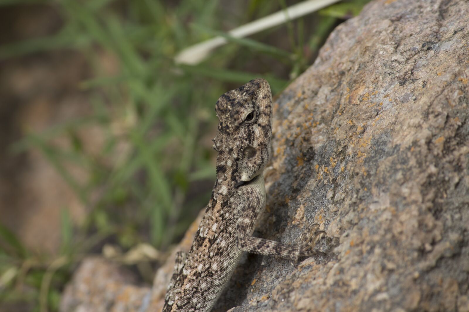 Canon EOS 700D (EOS Rebel T5i / EOS Kiss X7i) sample photo. Nature, animal, tree photography