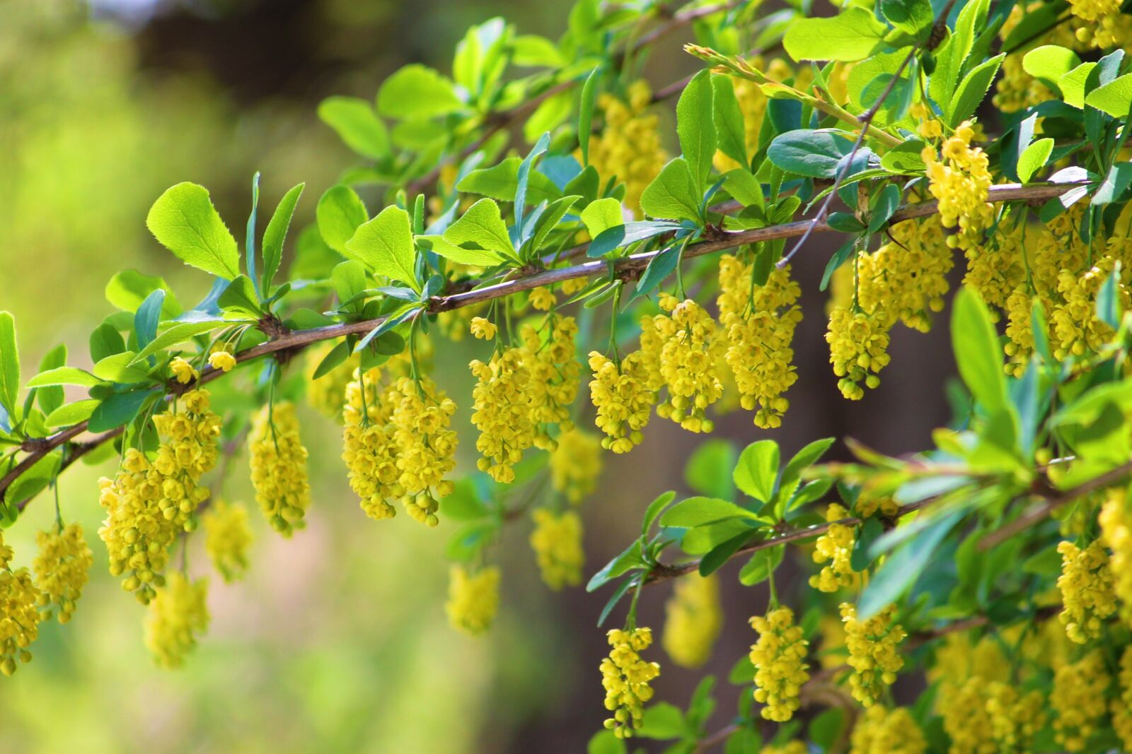 Canon EF 55-200mm F4.5-5.6 II USM sample photo. Spring, flower, bloom photography