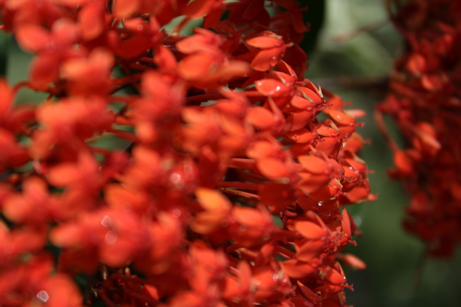 Canon EOS 500D (EOS Rebel T1i / EOS Kiss X3) sample photo. Ashoka, flower, nature photography
