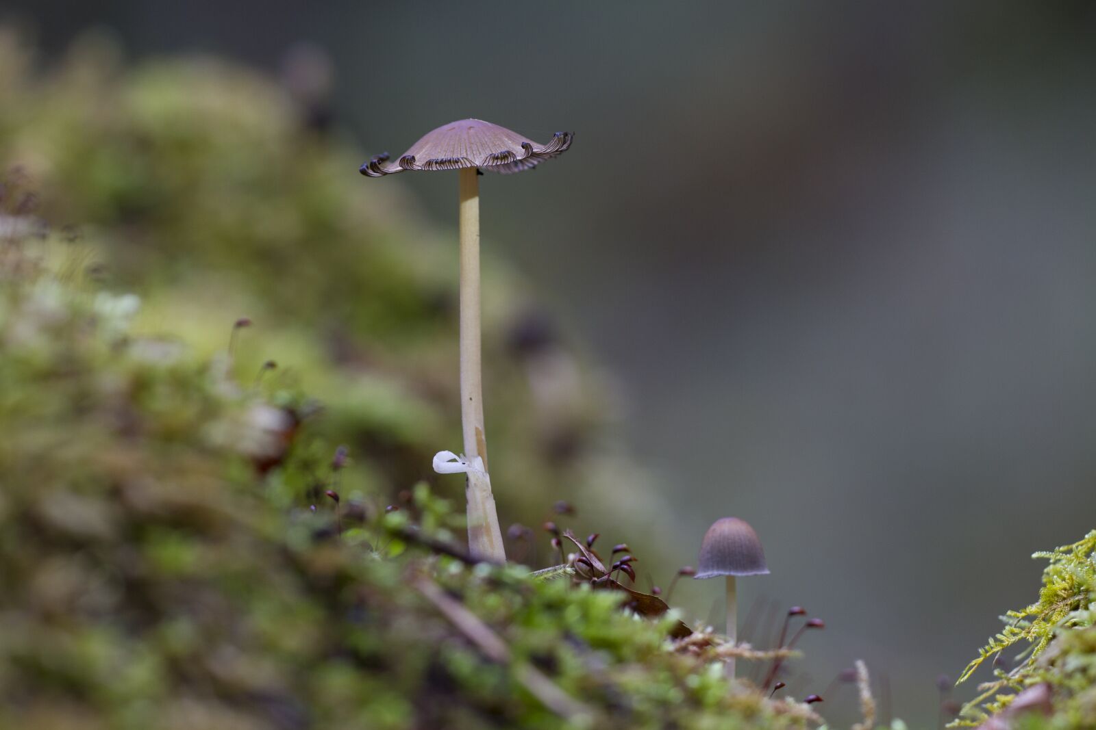 Canon EOS 7D sample photo. Mushroom, moss, sponge photography