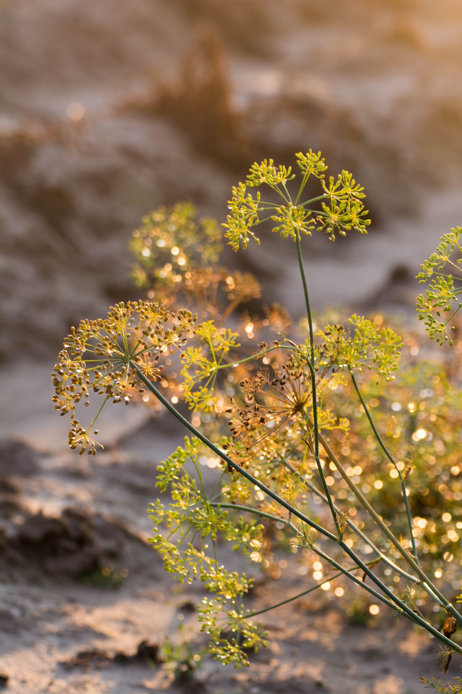 Tamron SP 70-300mm F4-5.6 Di VC USD sample photo. Drops, rain, inflorescence dill photography