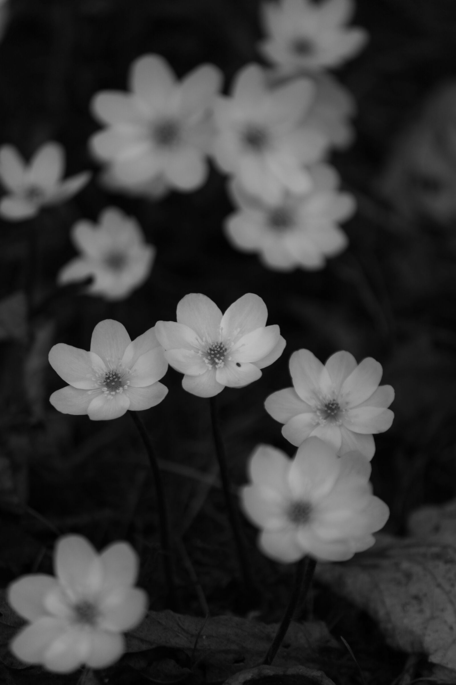 Canon EOS 500D (EOS Rebel T1i / EOS Kiss X3) sample photo. Flowers, s w, macro photography