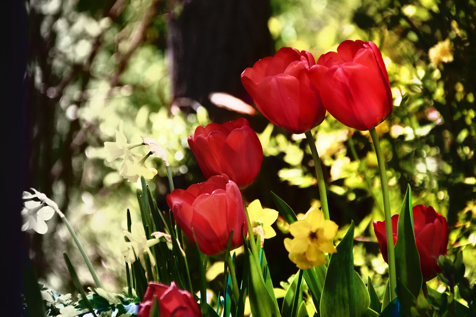 Canon EOS 700D (EOS Rebel T5i / EOS Kiss X7i) sample photo. Flowers, tulips, spring photography