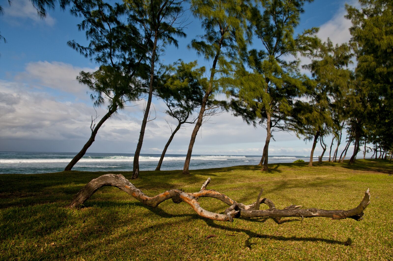 Nikon D300S sample photo. Nature, landscape, branch photography