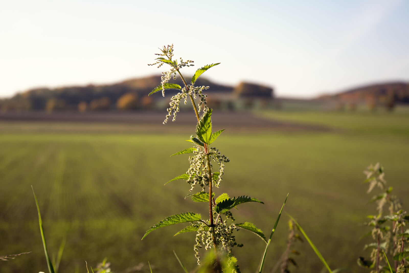 Nikon D7100 sample photo. Field, flower, gras, nettle photography