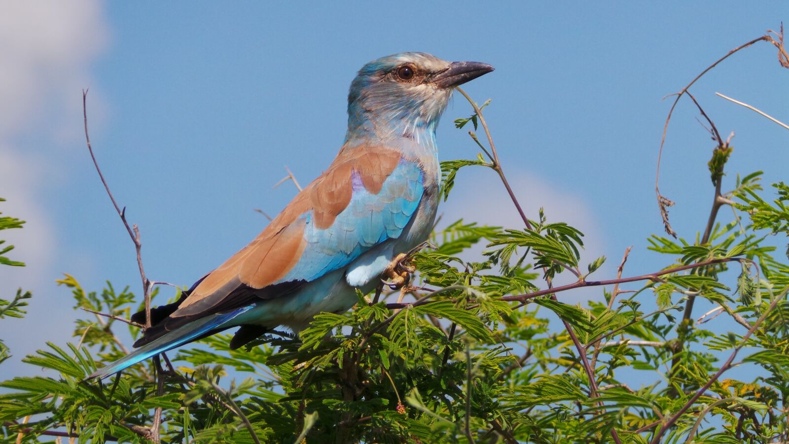 Samsung Galaxy Camera (Wi-Fi) sample photo. Lilac breasted roller, bird photography
