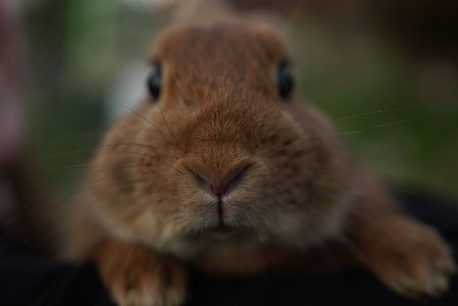 Canon 18-35mm F1.8 DC HSM | Art 013 sample photo. Hare, sweet, rabbit photography