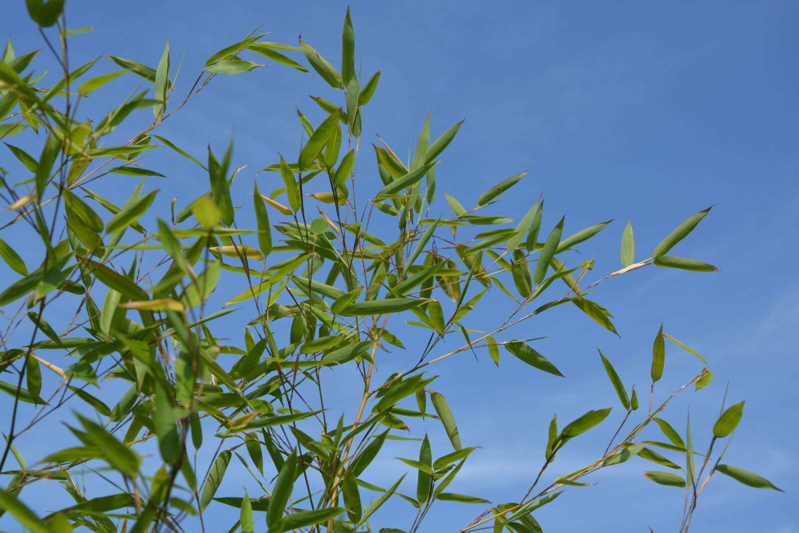 Nikon D5200 sample photo. Bamboo, au gratin, blue photography