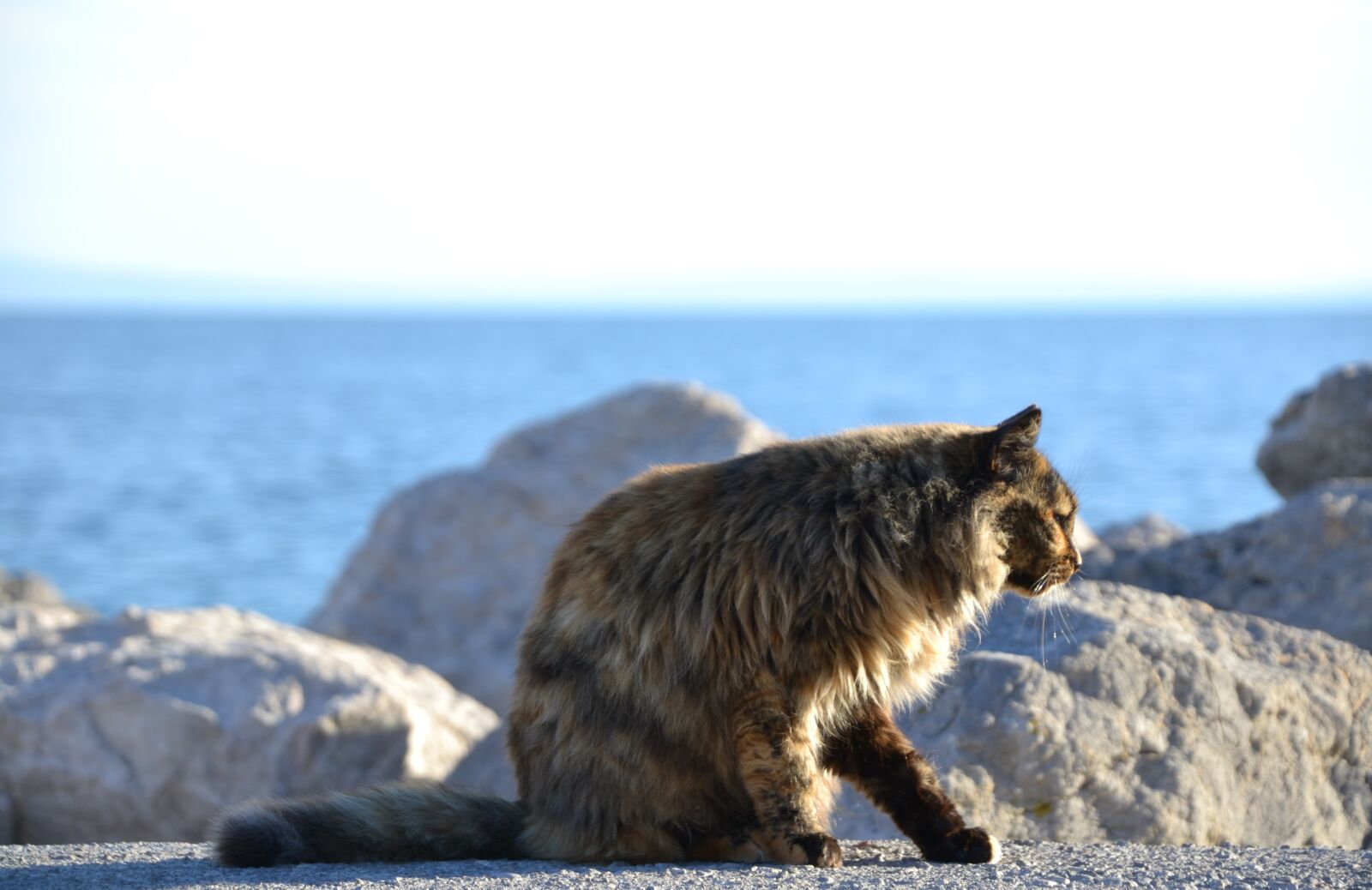 Nikon D3100 sample photo. Cat, strays, tortoise shell photography