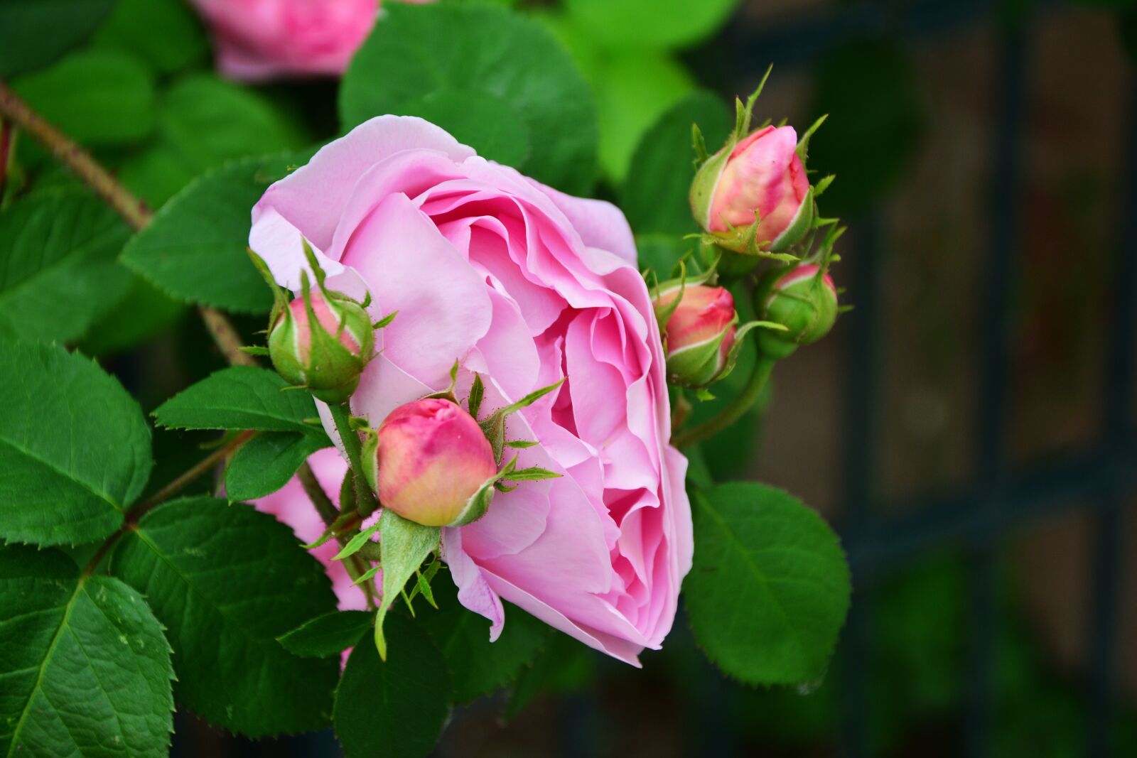 Nikon D5200 sample photo. Rose, pink rose, rose photography