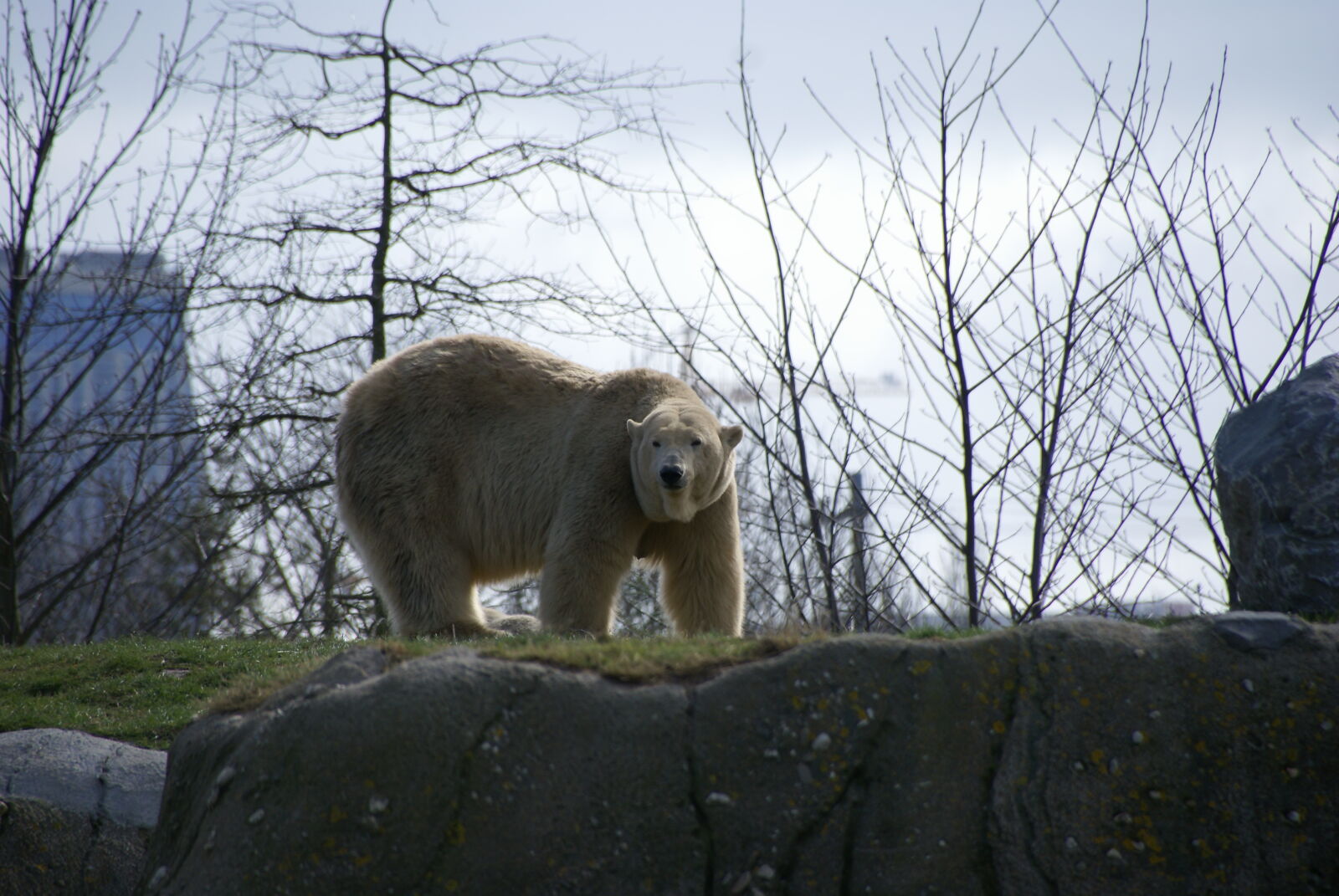 Sony Alpha DSLR-A100 sample photo
