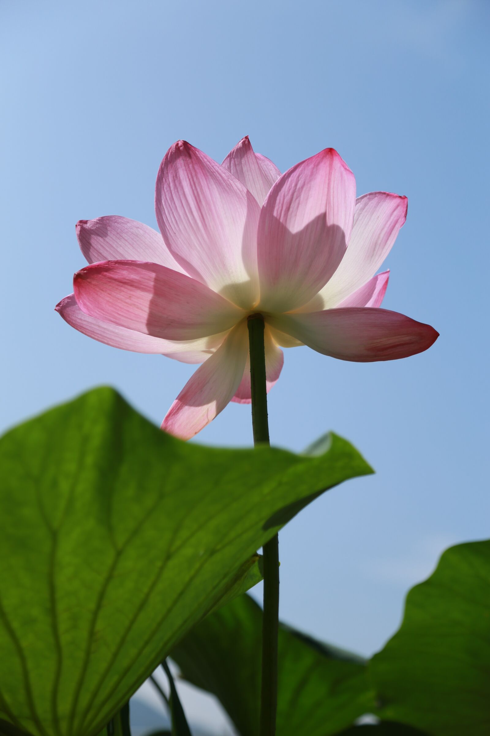 Canon EOS 6D + Canon EF 24-105mm F4L IS USM sample photo. Kite, lotus, water lilies photography