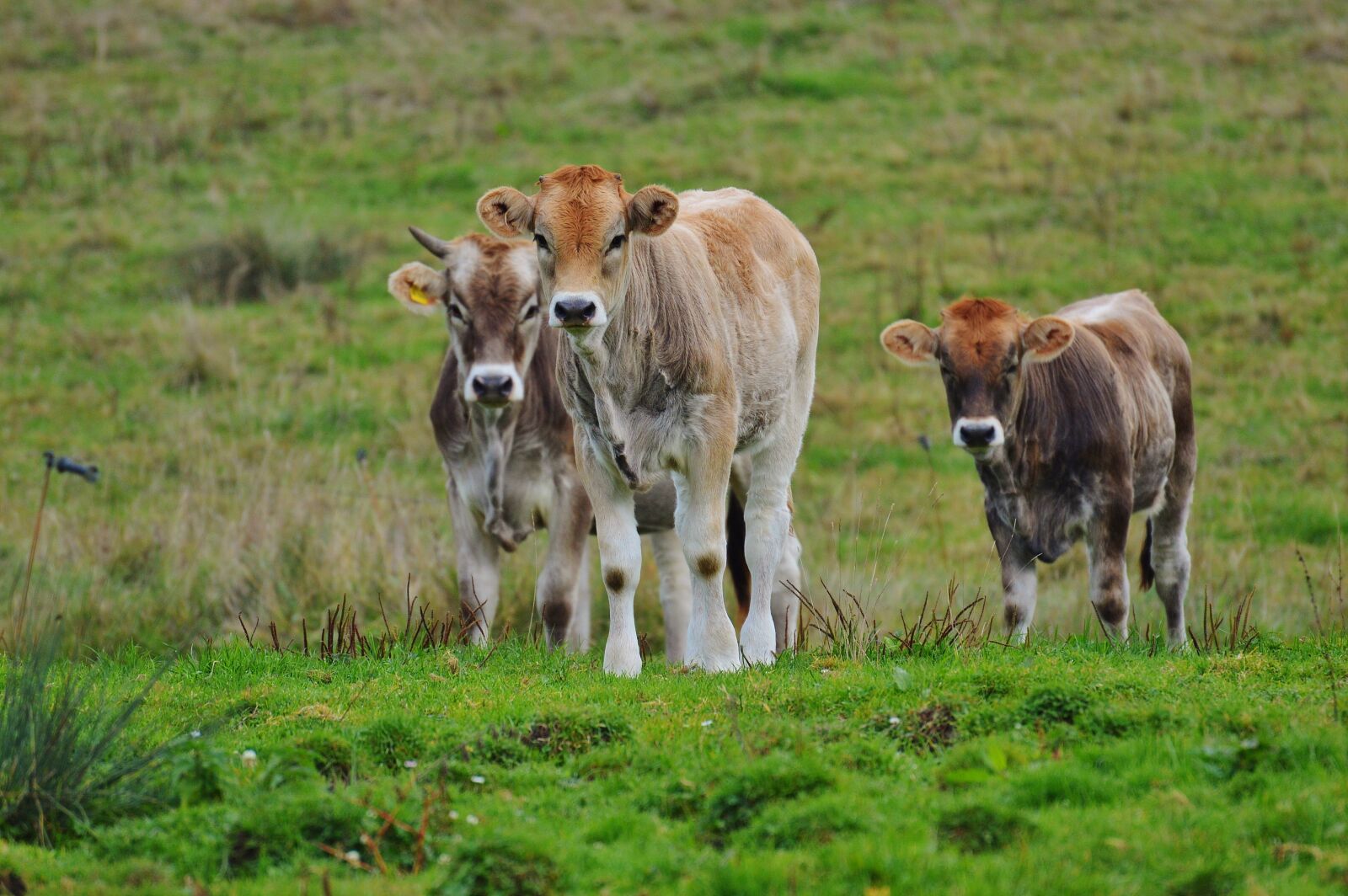 Nikon D3200 sample photo. Cows, allgäu, cute photography