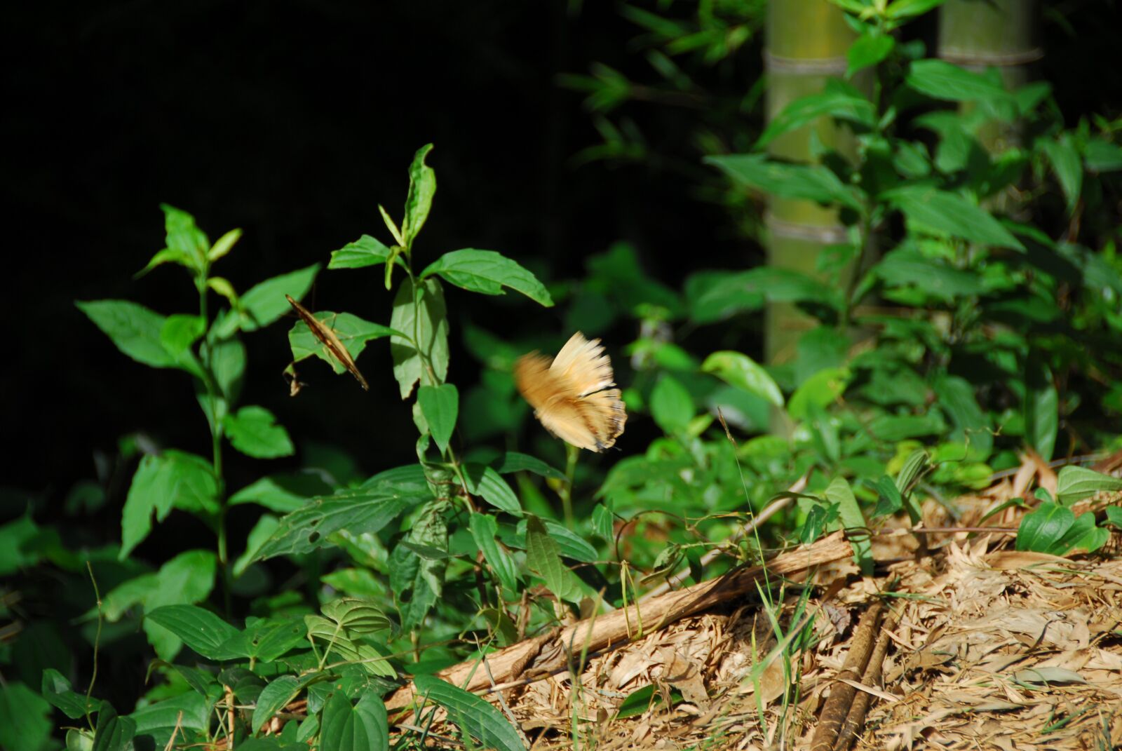 Nikon D200 sample photo. Green, butterfly, nature photography