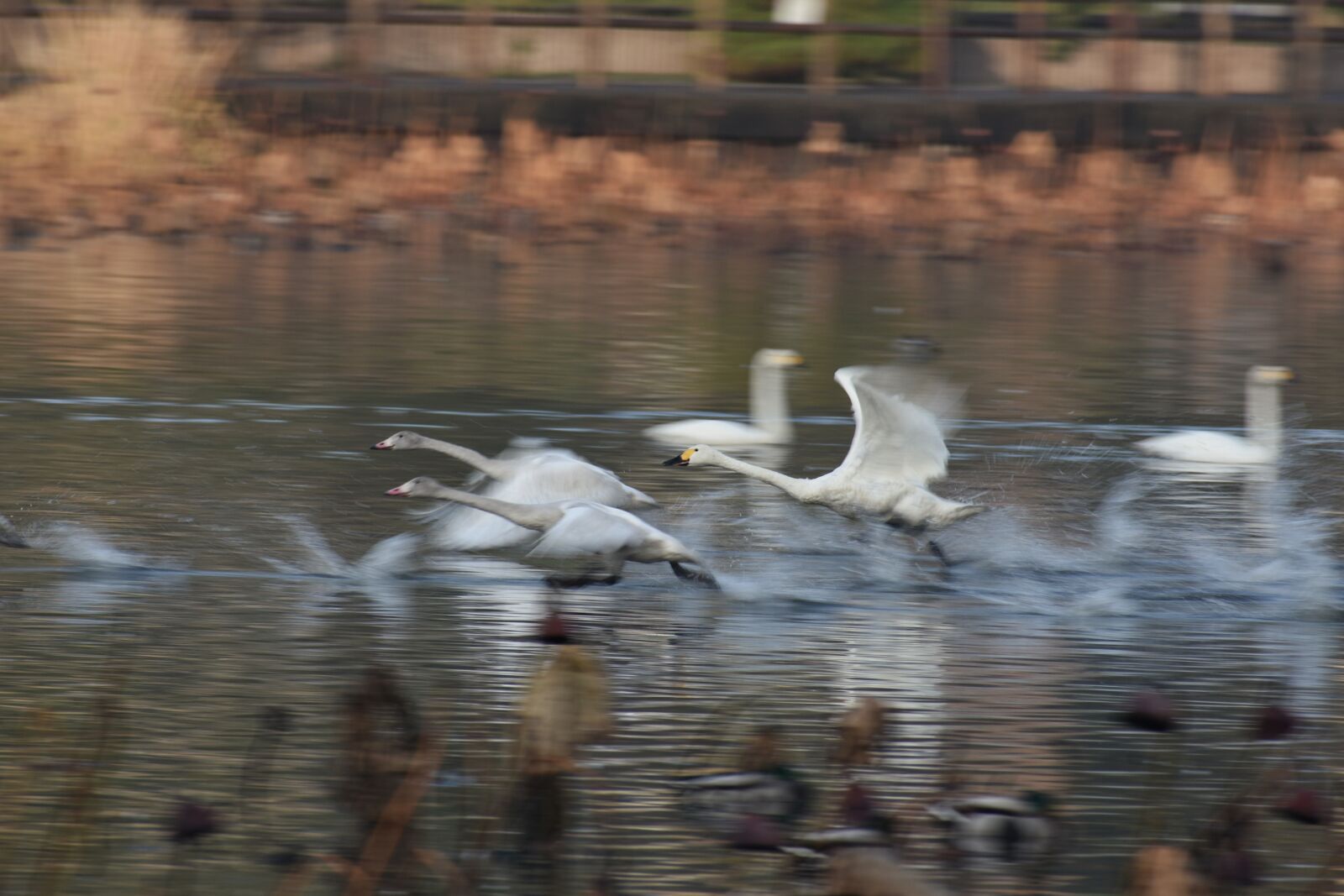 Nikon D7200 sample photo. Animal, lake, waterside photography