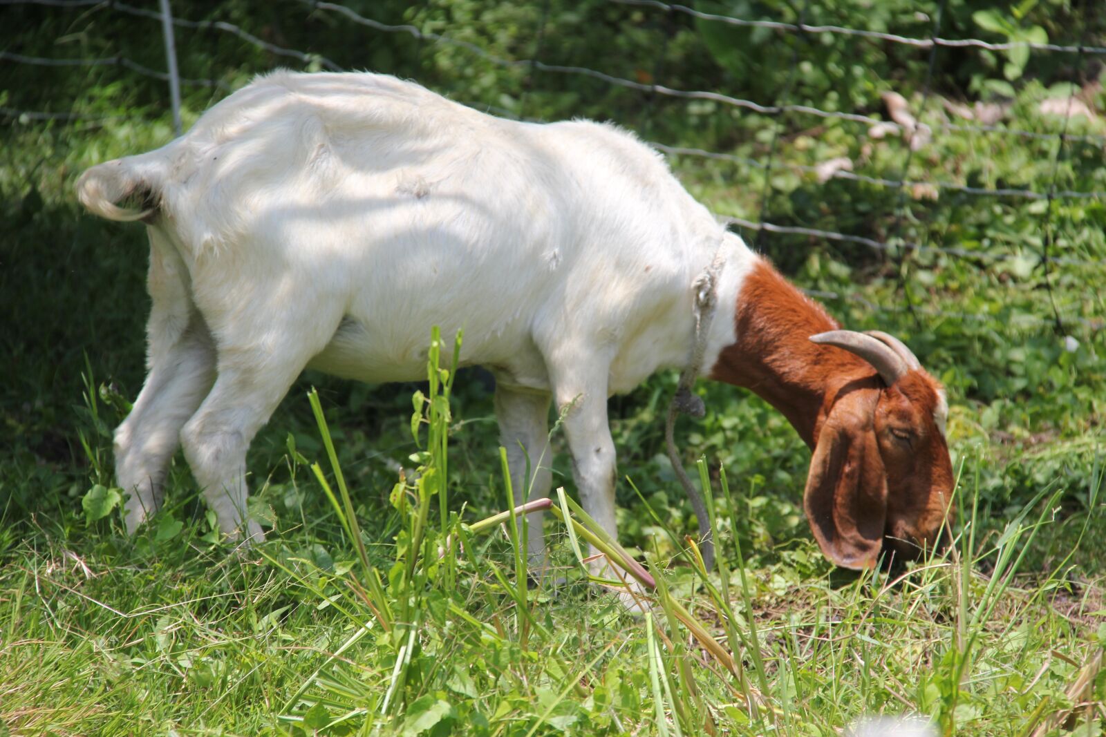 Canon EOS 550D (EOS Rebel T2i / EOS Kiss X4) sample photo. Boer, goats, doe photography