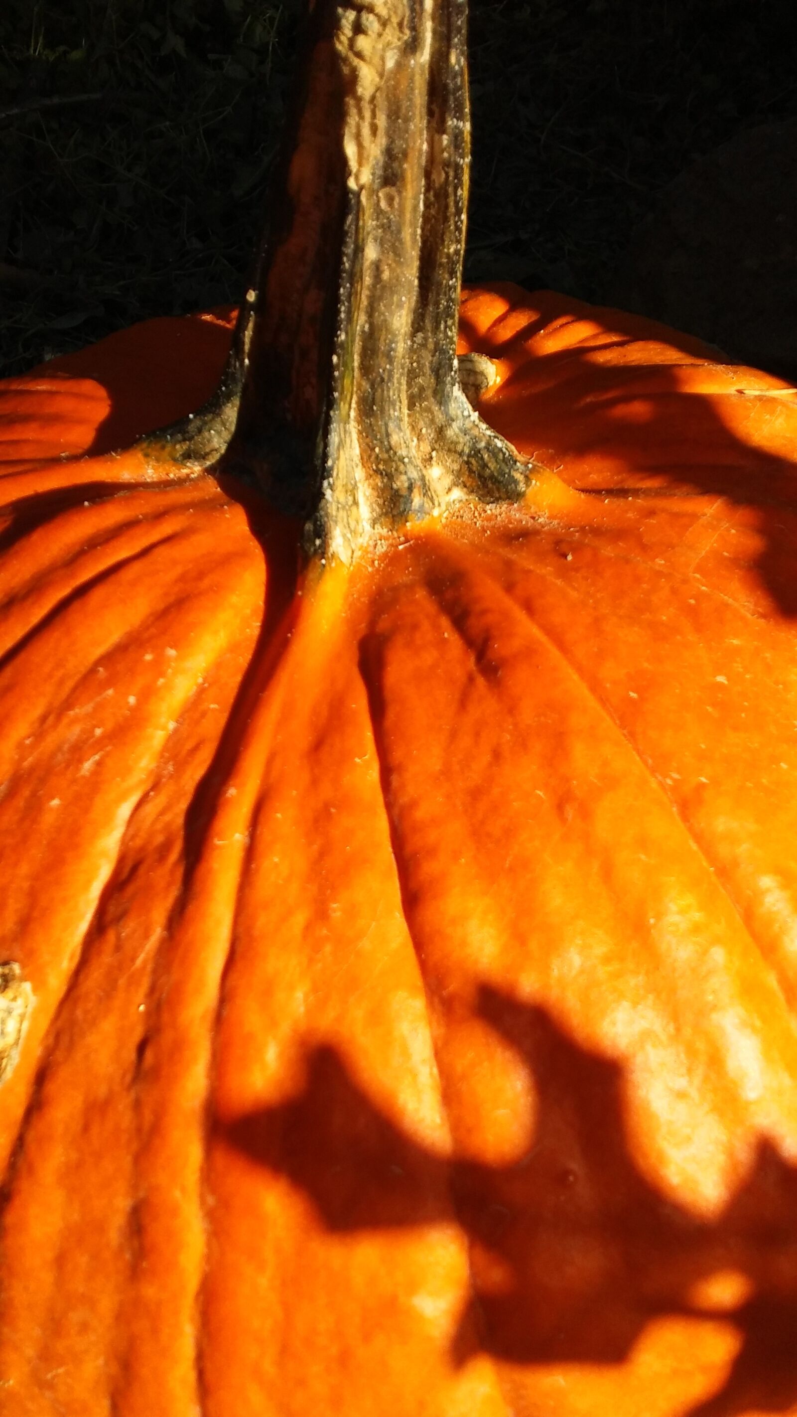 LG Premier sample photo. Fall, autumn, pumpkin photography